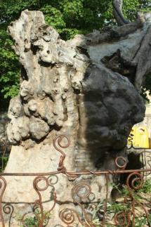 OLMO DE MACHADO