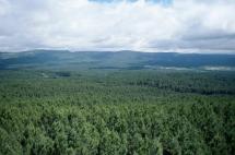 PANORÁMICA DE PINAR GRANDE