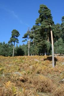 Pinares de Urbión