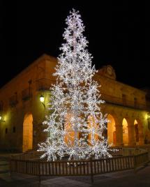 Mañana viernes se volverán a poner a la venta los árboles de Navidad del Ayuntamiento