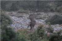 El Salón de Plenos del Ayuntamiento acoge este domingo una subasta de corzo y ciervo de la Reserva de Urbión