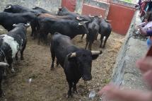 Imagen de los toros en los corrales.