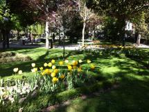 Imagen de La Dehesa con cientos de tulipanes en floración.