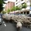 Paso de las ovejas por las calles de la Ciudad de Soria recordando la tradicional transhumancia