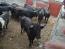 Imagen de los toros en los corrales.